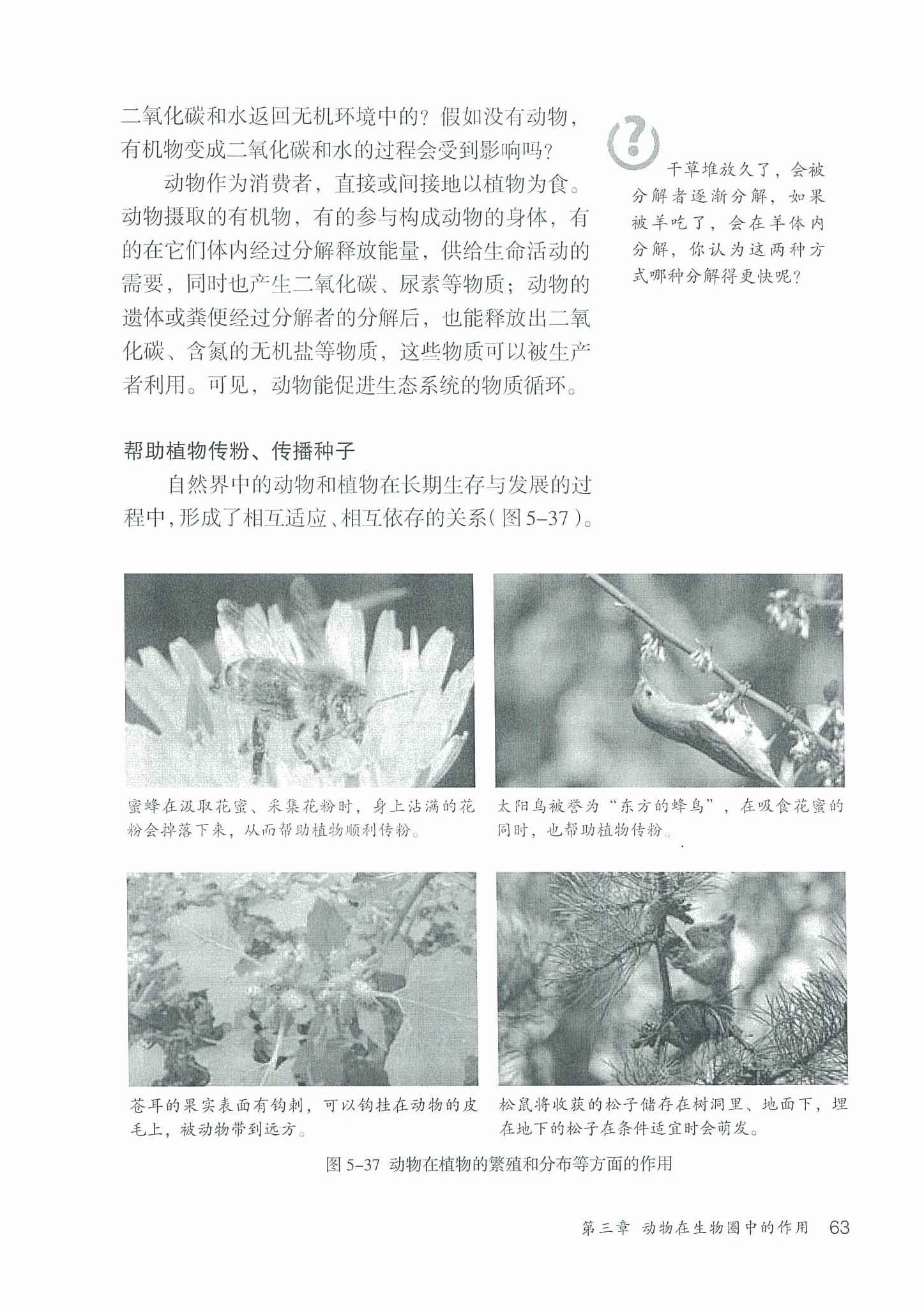 2013部编版八年级生物上册动物帮助植物传粉、传播种子第0页