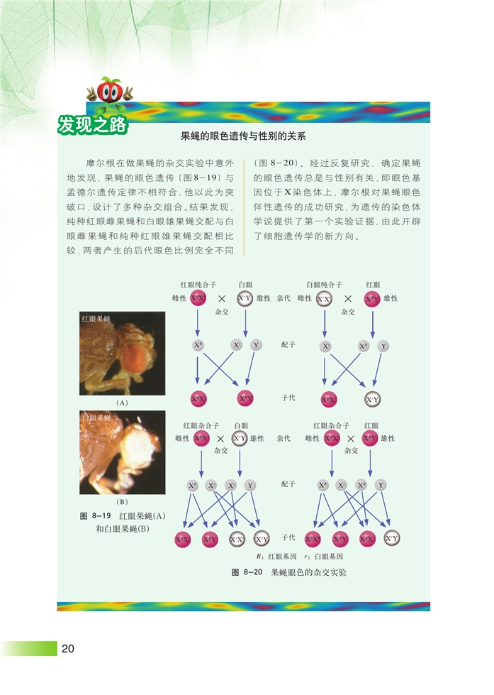 沪科版高中高三生命科学生命科学（第三册）伴性遗传第3页