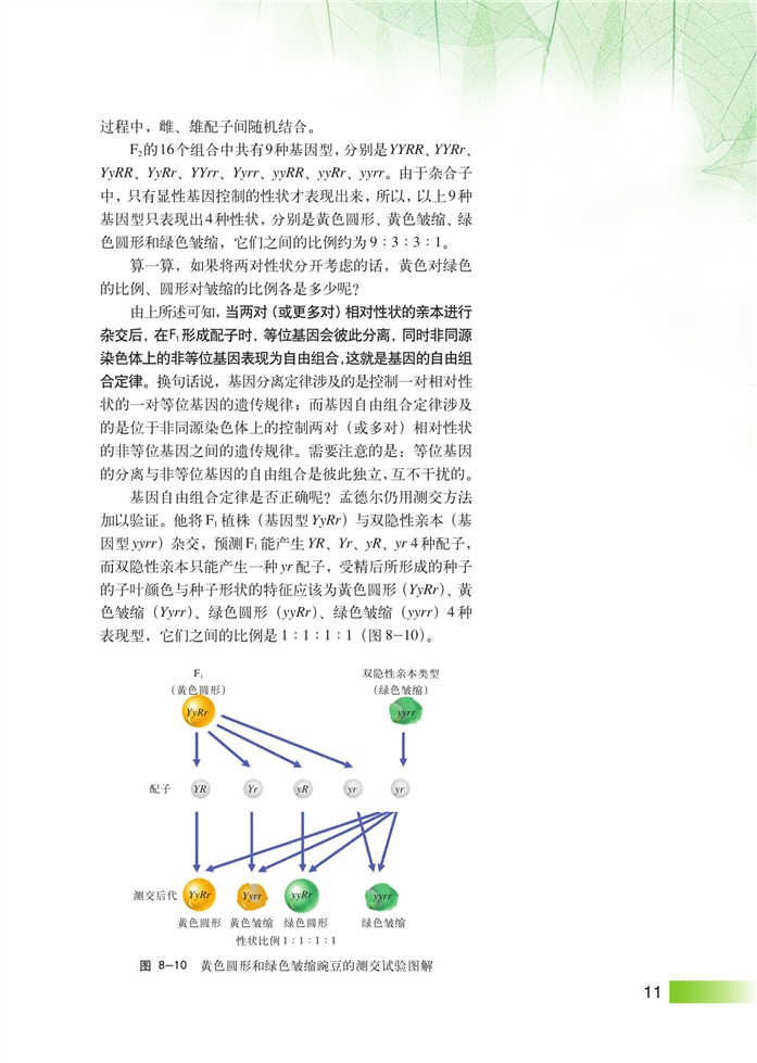 沪科版高中高三生命科学生命科学（第三册）遗传规律第9页