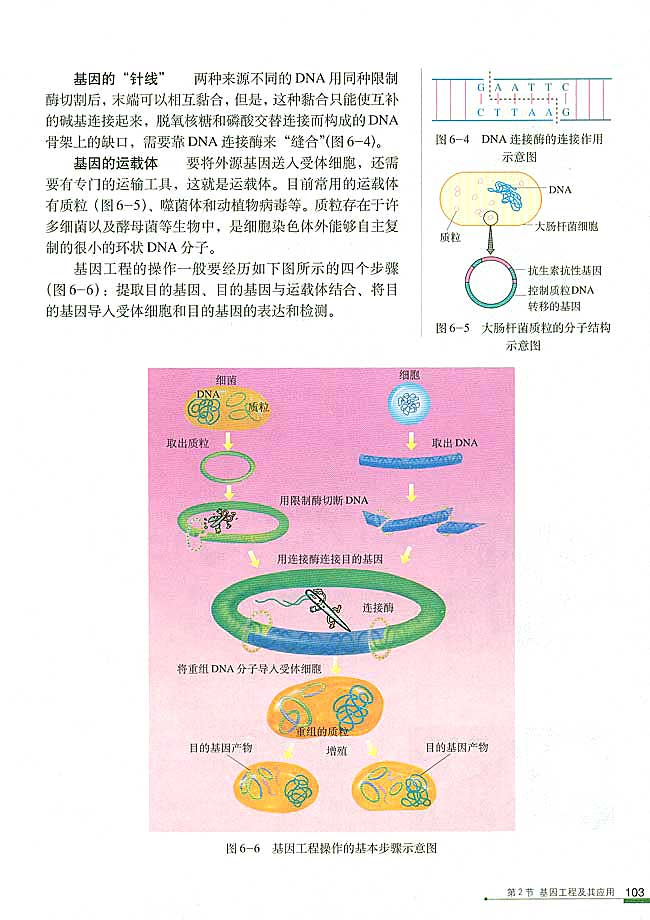 人教版高中高二生物必修2基因工程及其应用第1页