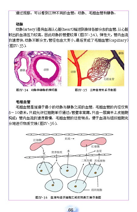 人教版初中初一生物下册血流的管道-血管第2页