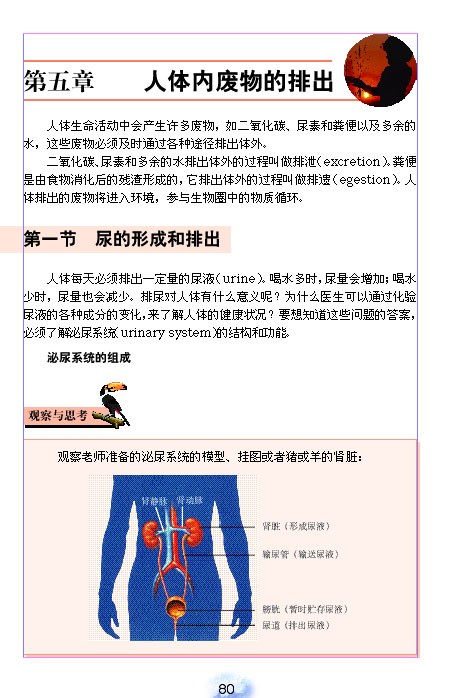 人教版初中初一生物下册尿的形成和排出第0页