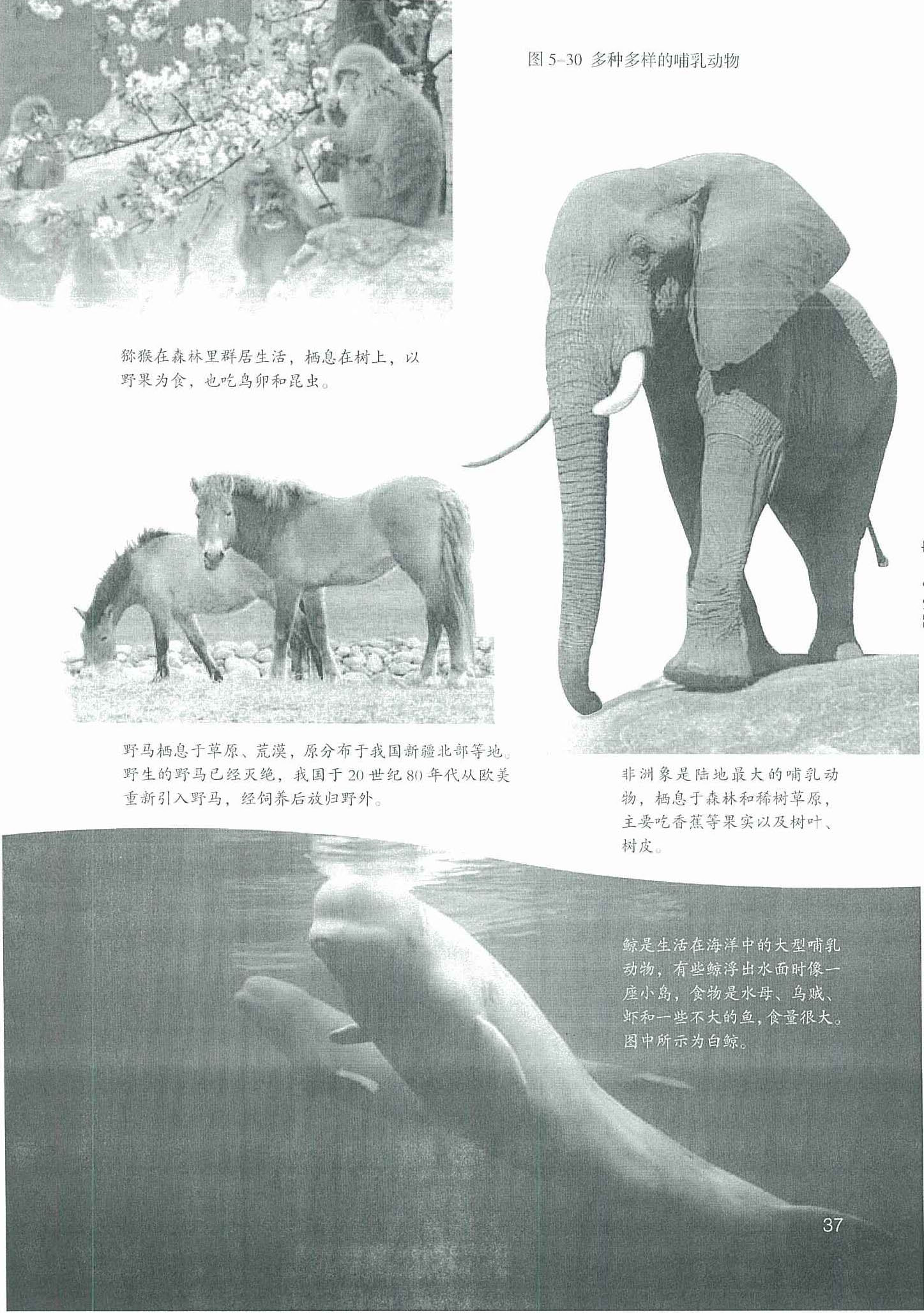 2013部编版八年级生物上册哺乳动物的主要特征第0页