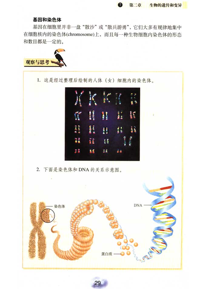 2013部编版八年级生物下册基因和染色体第0页