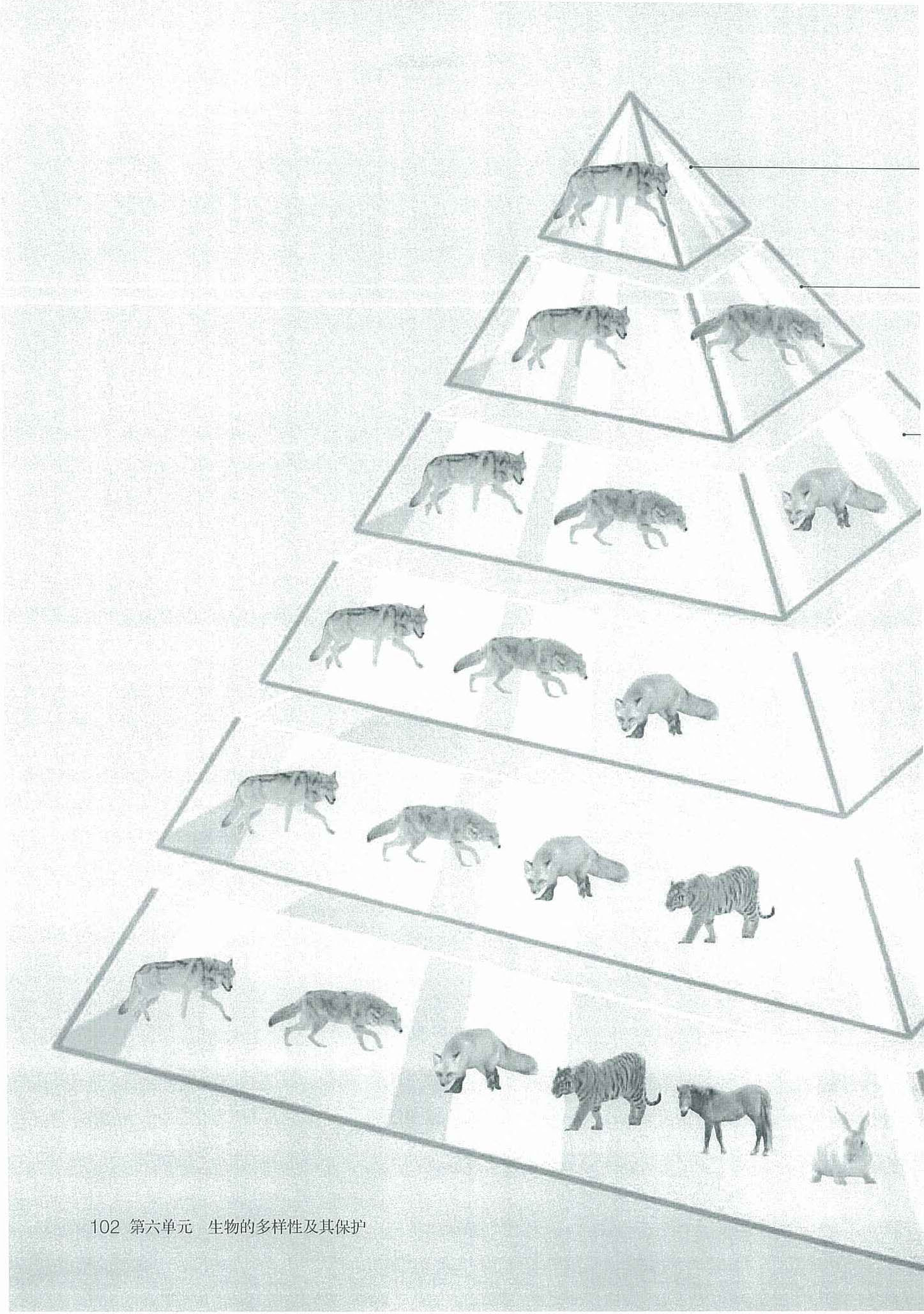 2013部编版八年级生物上册第二节 从种到界第1页