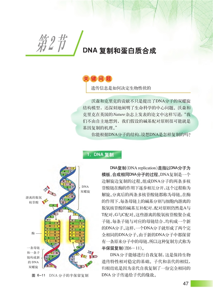 沪科版高中高二生命科学生命科学（第二册）DNA复制和蛋白质合成第0页