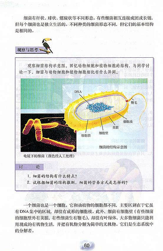 人教版初中初二生物上册细菌第2页