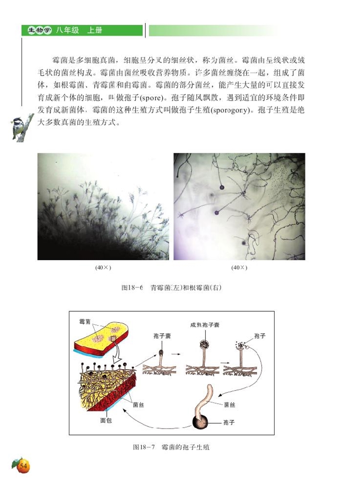 北师大版初中生物初二生物上册微生物在生物圈中的作用第6页