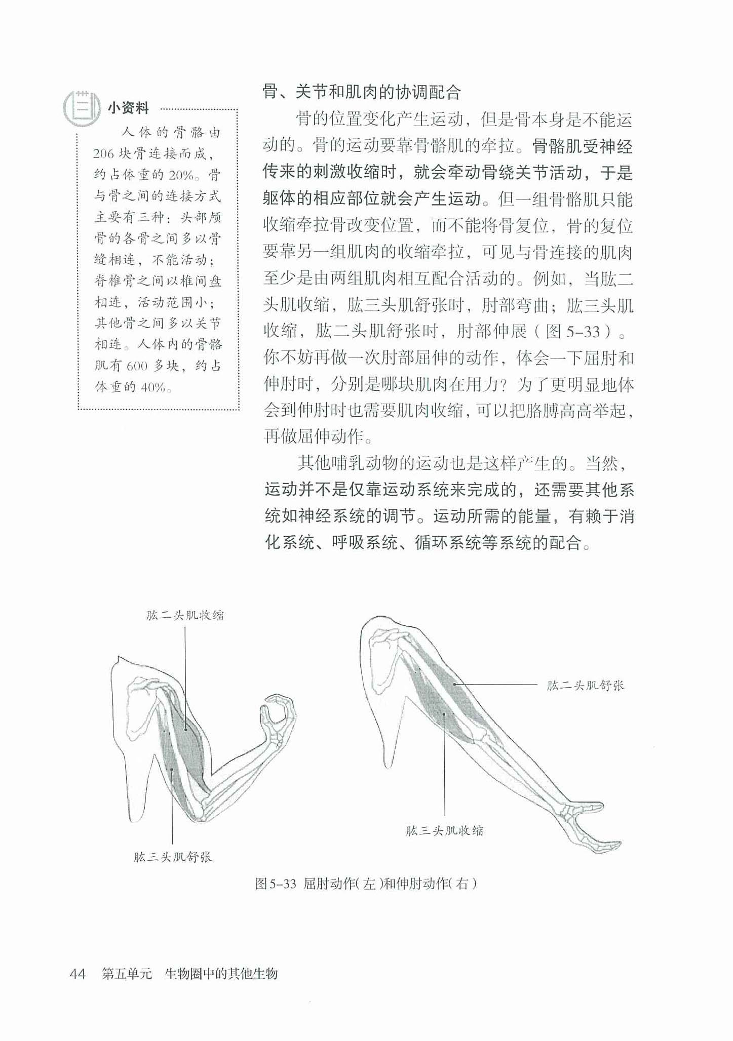 2013部编版八年级生物上册骨、关节和肌肉的协调配合第0页