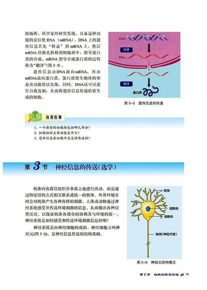 北师大版高中高一生物必修1神经信息的传送第0页