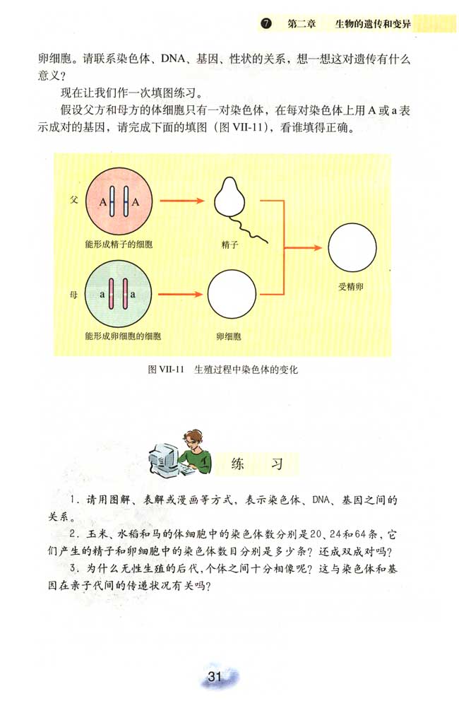 2013部编版八年级生物下册基因经精子或卵细胞的传递第1页