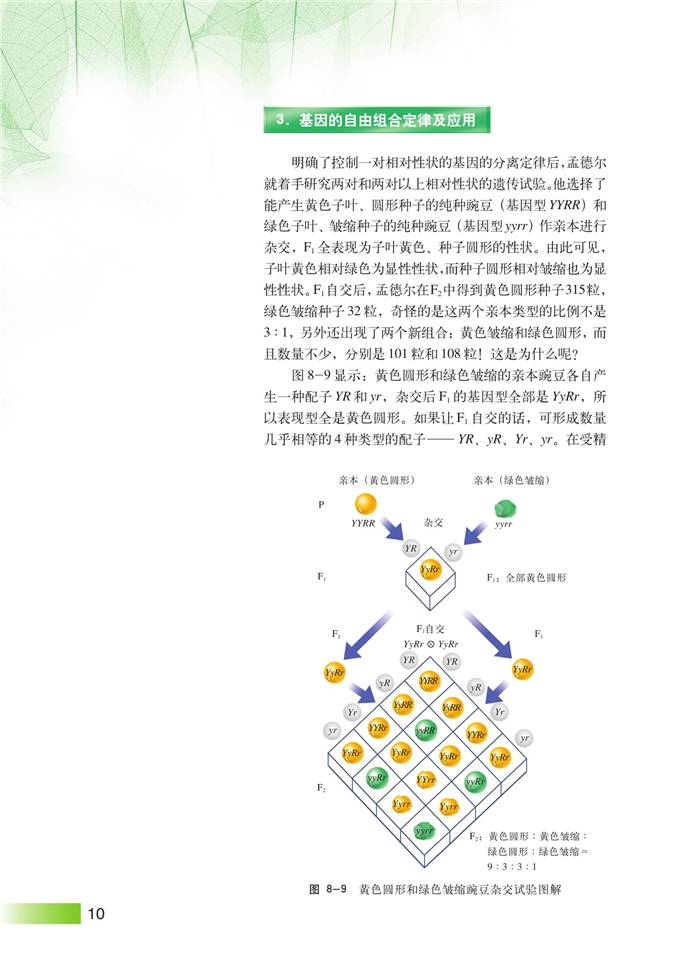 沪科版高中高三生命科学生命科学（第三册）遗传规律第8页