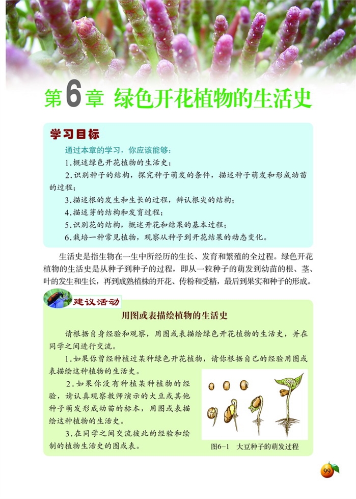 北师大版初中生物初一生物上册绿色开花植物的生活史第0页