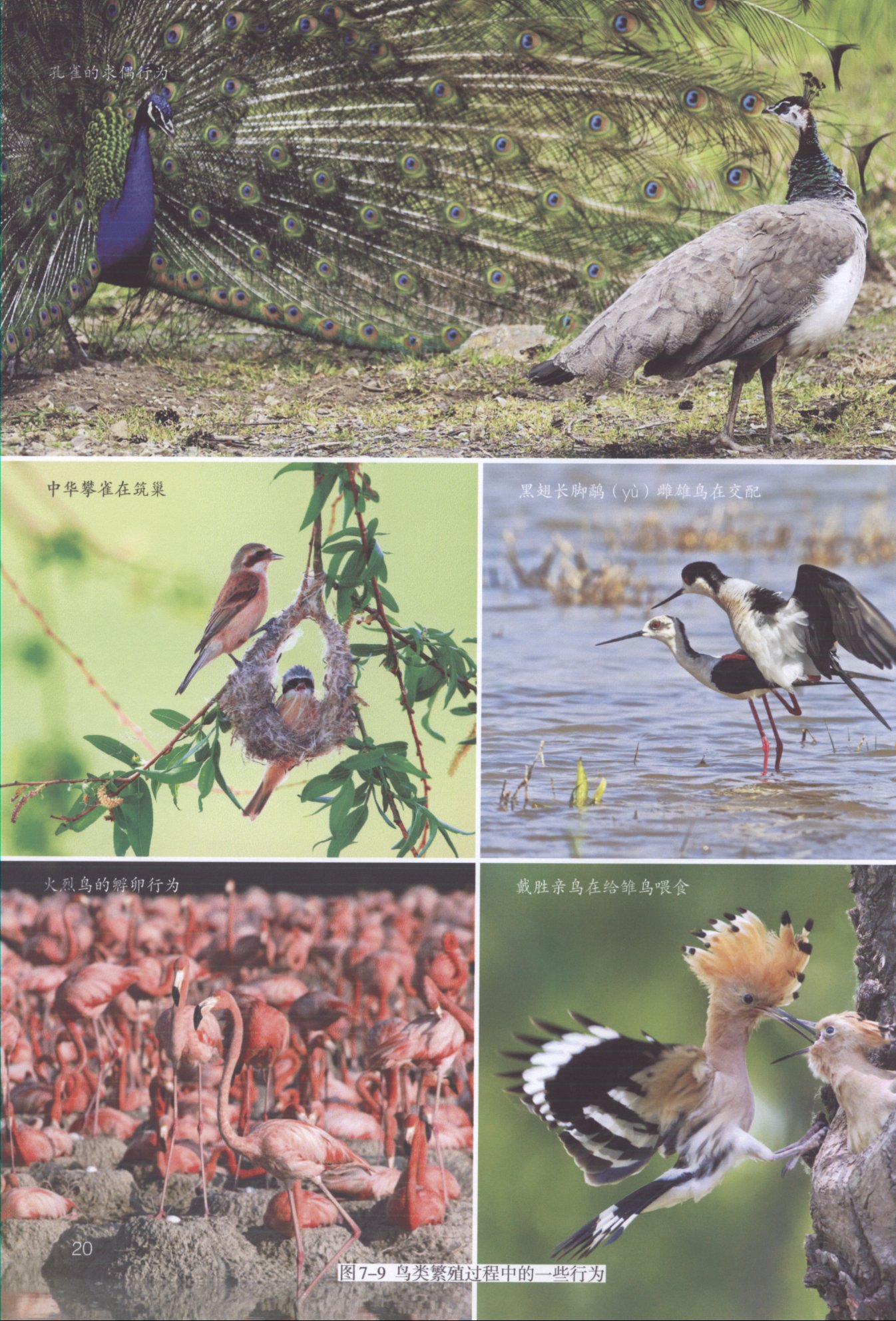 2013部编版八年级生物下册鸟的生殖和发育过程第0页