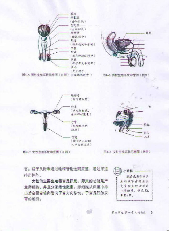 2012部编版七年级生物下册生殖系统第0页