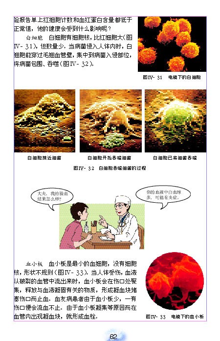 人教版初中初一生物下册流动的组织-血液第4页