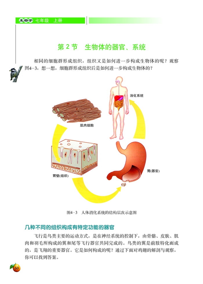 北师大版初中生物初一生物上册生物体的器官、系统第0页