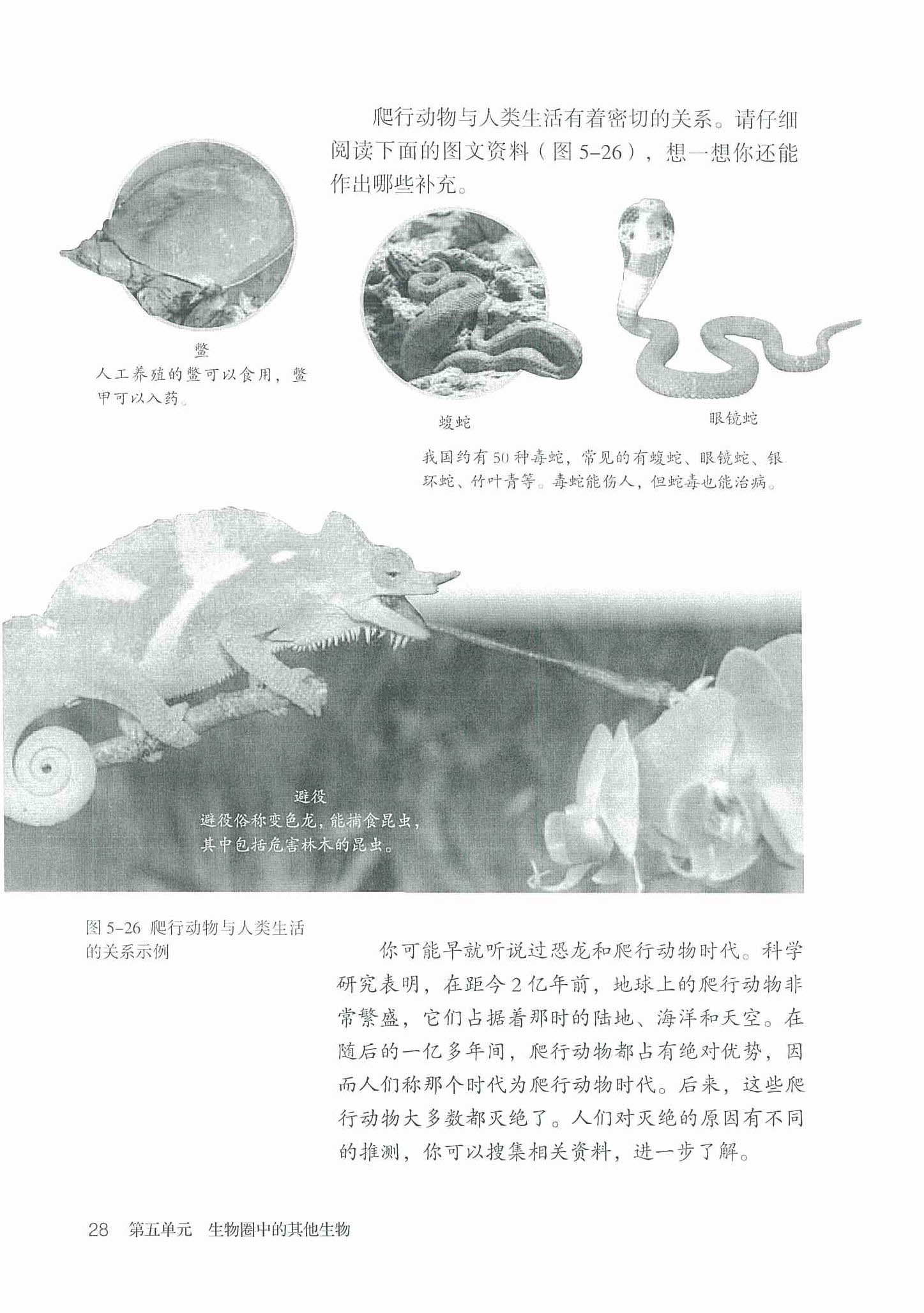 2013部编版八年级生物上册爬行动物第1页