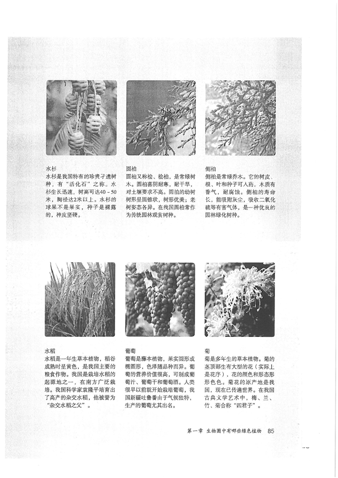 人教版初中初一生物上册种子植物第6页