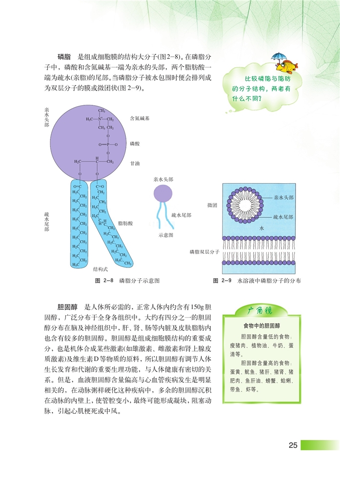 沪科版高中高一生命科学生命科学（第一册）生物体中的有机化合物第5页