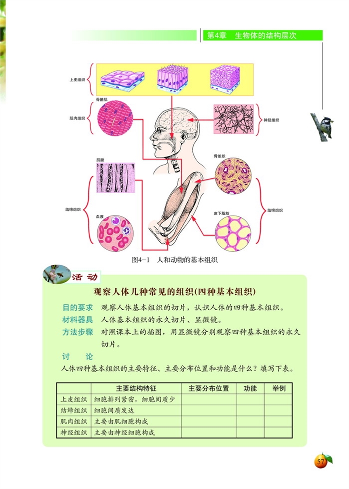 北师大版初中生物初一生物上册生物体的结构层次第2页