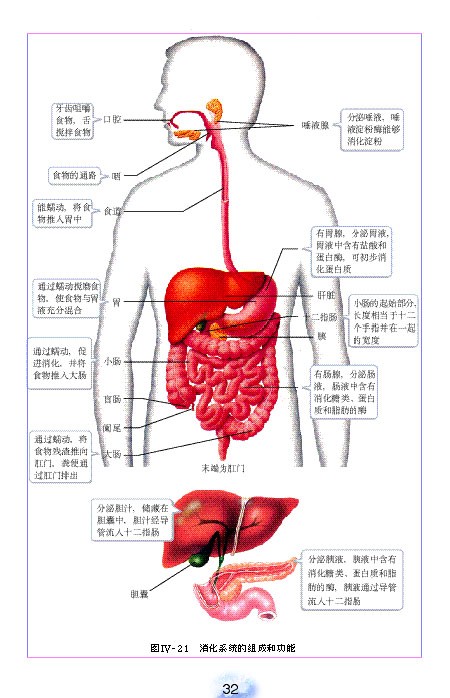 人教版初中初一生物下册消化和吸收第3页