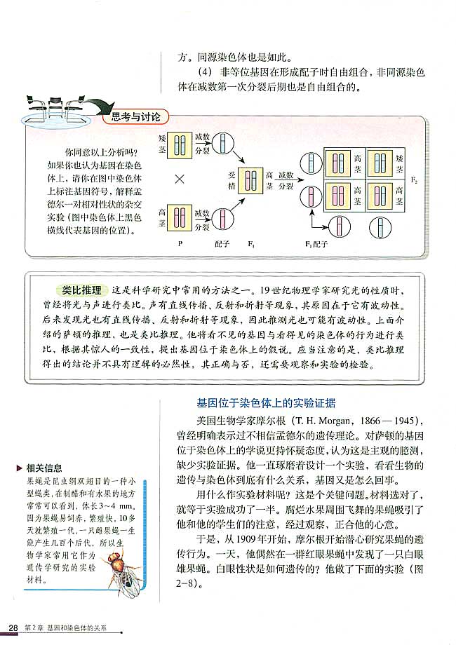 人教版高中高二生物必修2基因在染色体上第1页