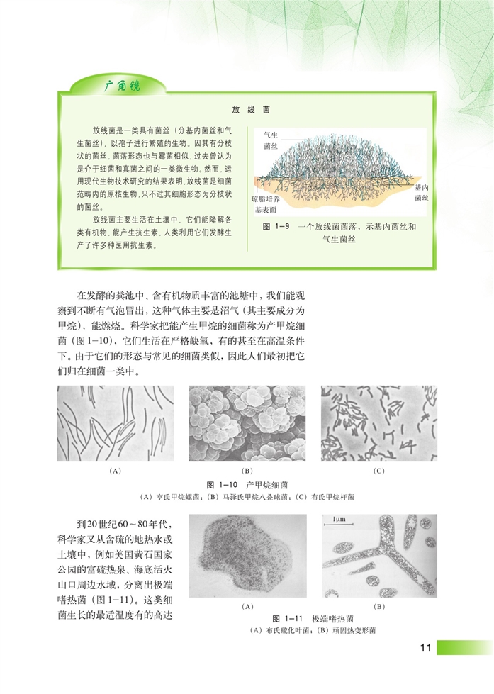 沪科版高中高三生命科学生命科学(拓展)显微镜下的微生物第3页