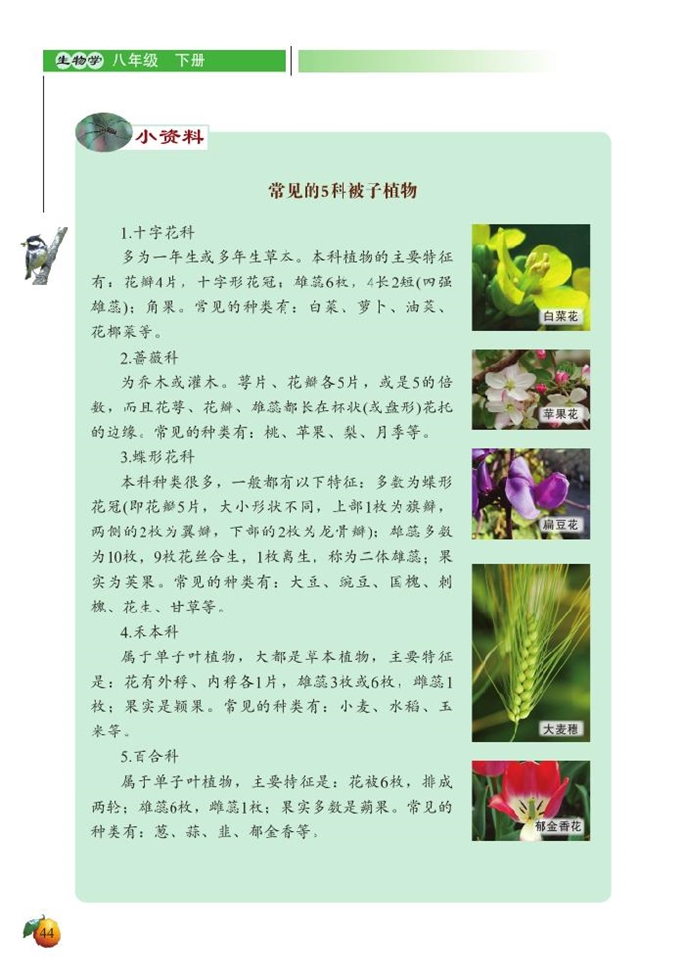 北师大版初中生物初二生物下册植物的主要类群第5页