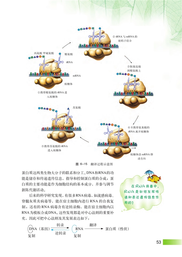 沪科版高中高二生命科学生命科学（第二册）DNA复制和蛋白质合成第6页