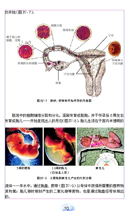 人教版初中初一生物下册人的生殖第2页