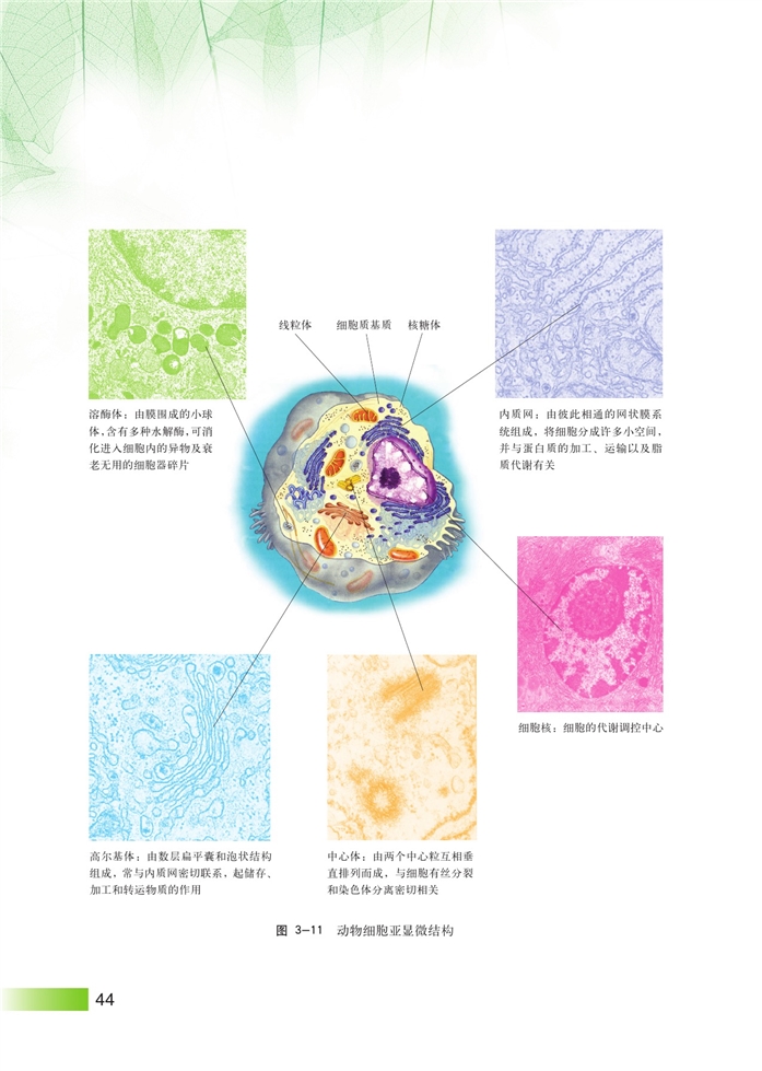 沪科版高中高一生命科学生命科学（第一册）生命结构基础第9页