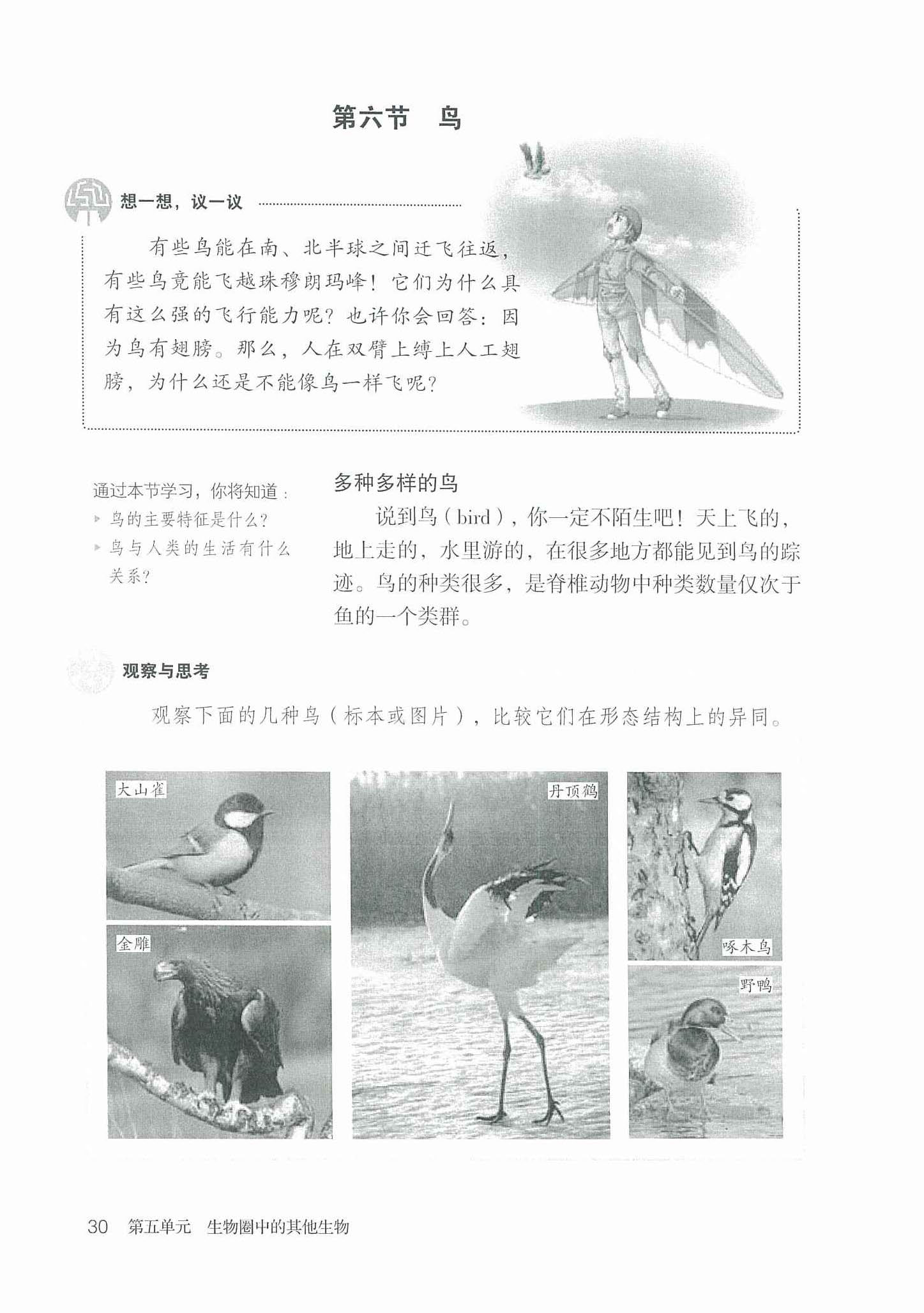 2013部编版八年级生物上册第六节 鸟第0页