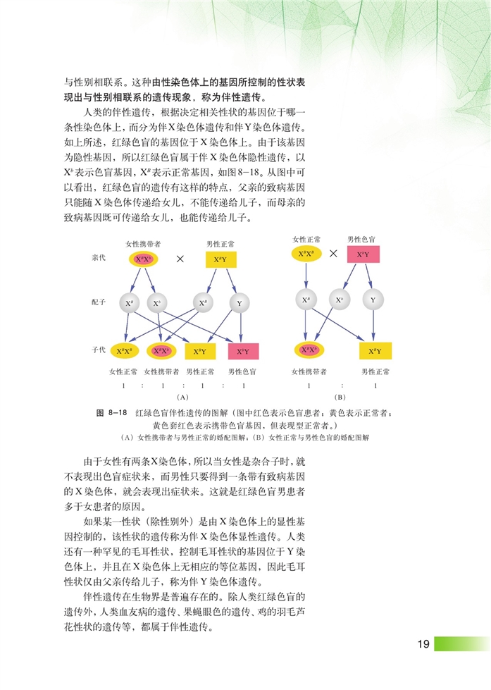 沪科版高中高三生命科学生命科学（第三册）伴性遗传第2页