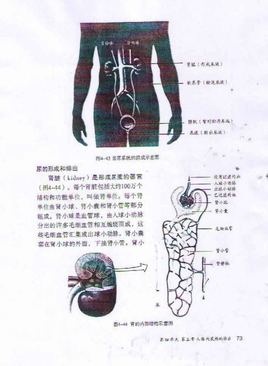 2012部编版七年级生物下册尿的形成和排出第0页