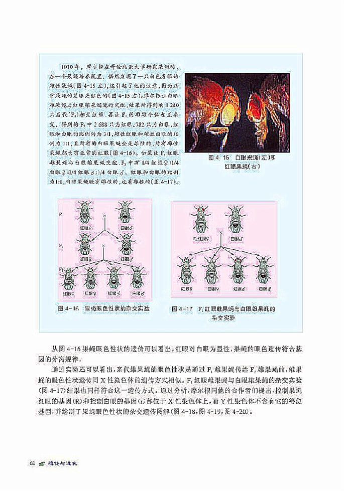 北师大版高中高一生物必修2伴性遗传第1页