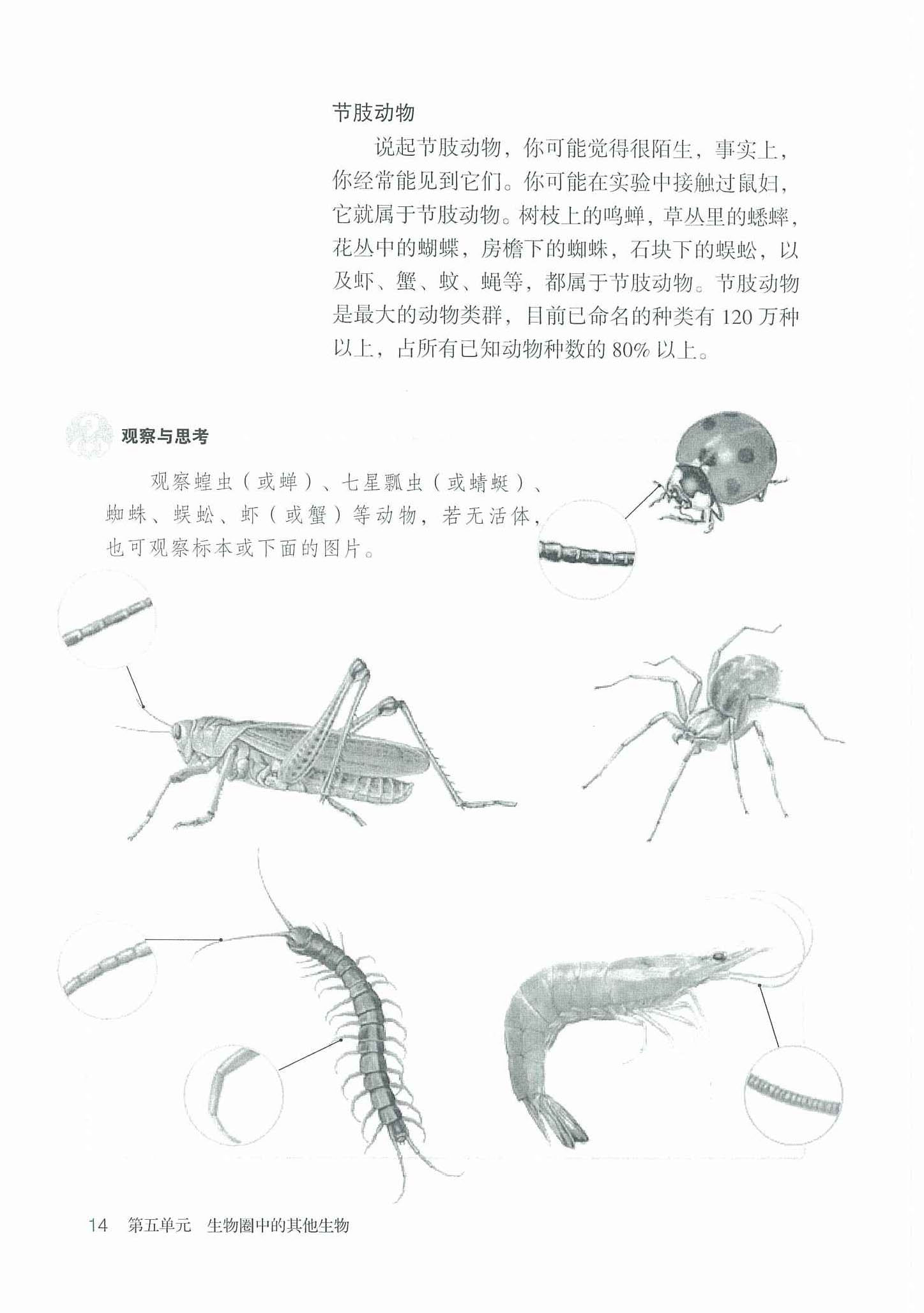 2013部编版八年级生物上册节肢动物第0页