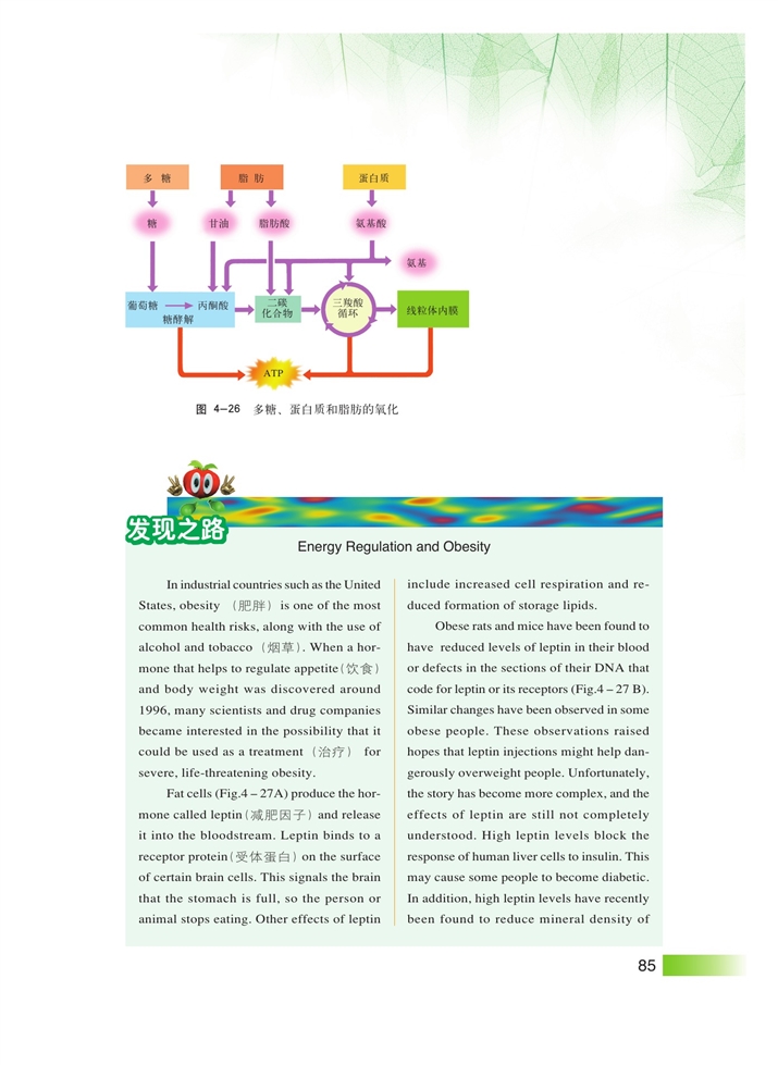 沪科版高中高一生命科学生命科学（第一册）生物体内营养物质的转变第3页