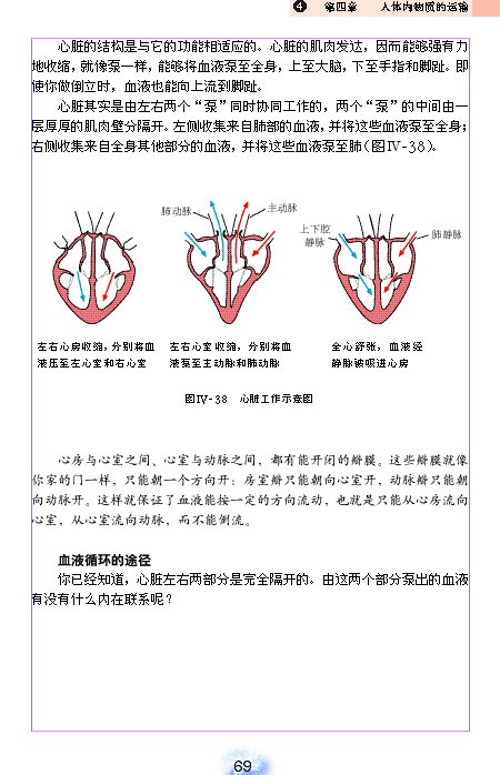 人教版初中初一生物下册输送血液的泵-心脏第2页