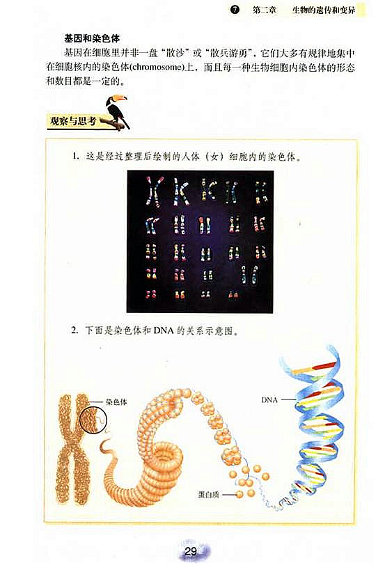 人教版初中初二生物下册基因在亲子间的传递第1页