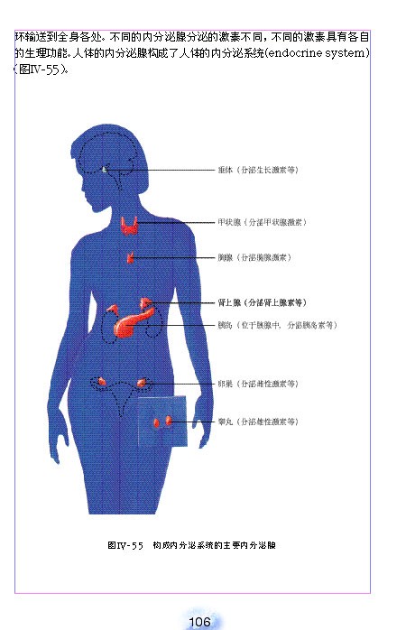 人教版初中初一生物下册激素调节第1页