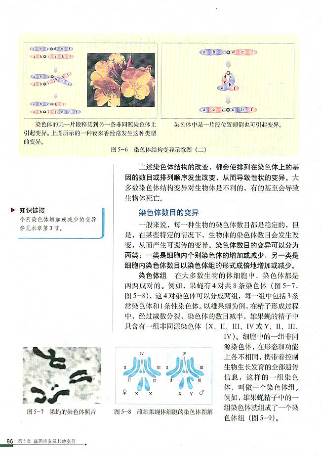 人教版高中高二生物必修2染色体变异第1页