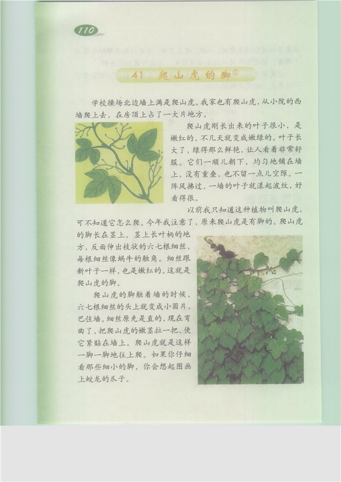 沪教版小学三年级语文上册爬山虎的脚第0页