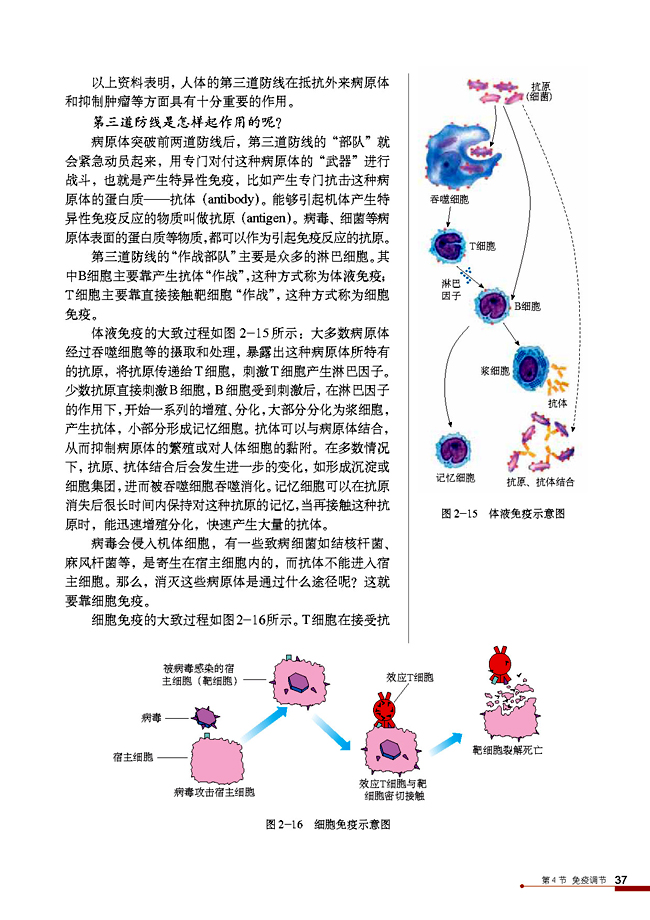 人教版高中高二生物必修3免疫调节第2页