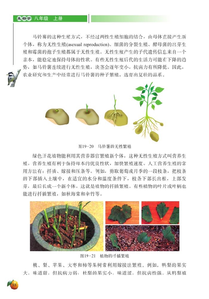 北师大版初中生物初二生物上册植物的生殖方式第2页