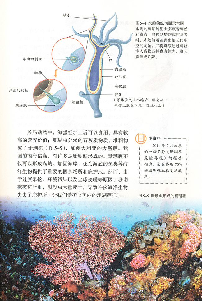 2013部编版八年级生物上册第一节 腔肠动物和扁形动物第2页