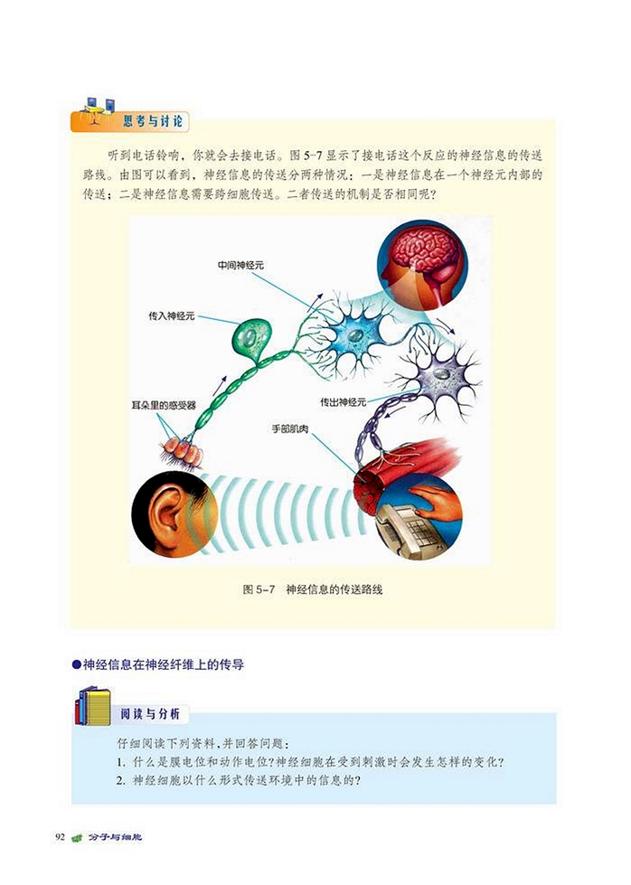 北师大版高中高一生物必修1神经信息的传送第1页