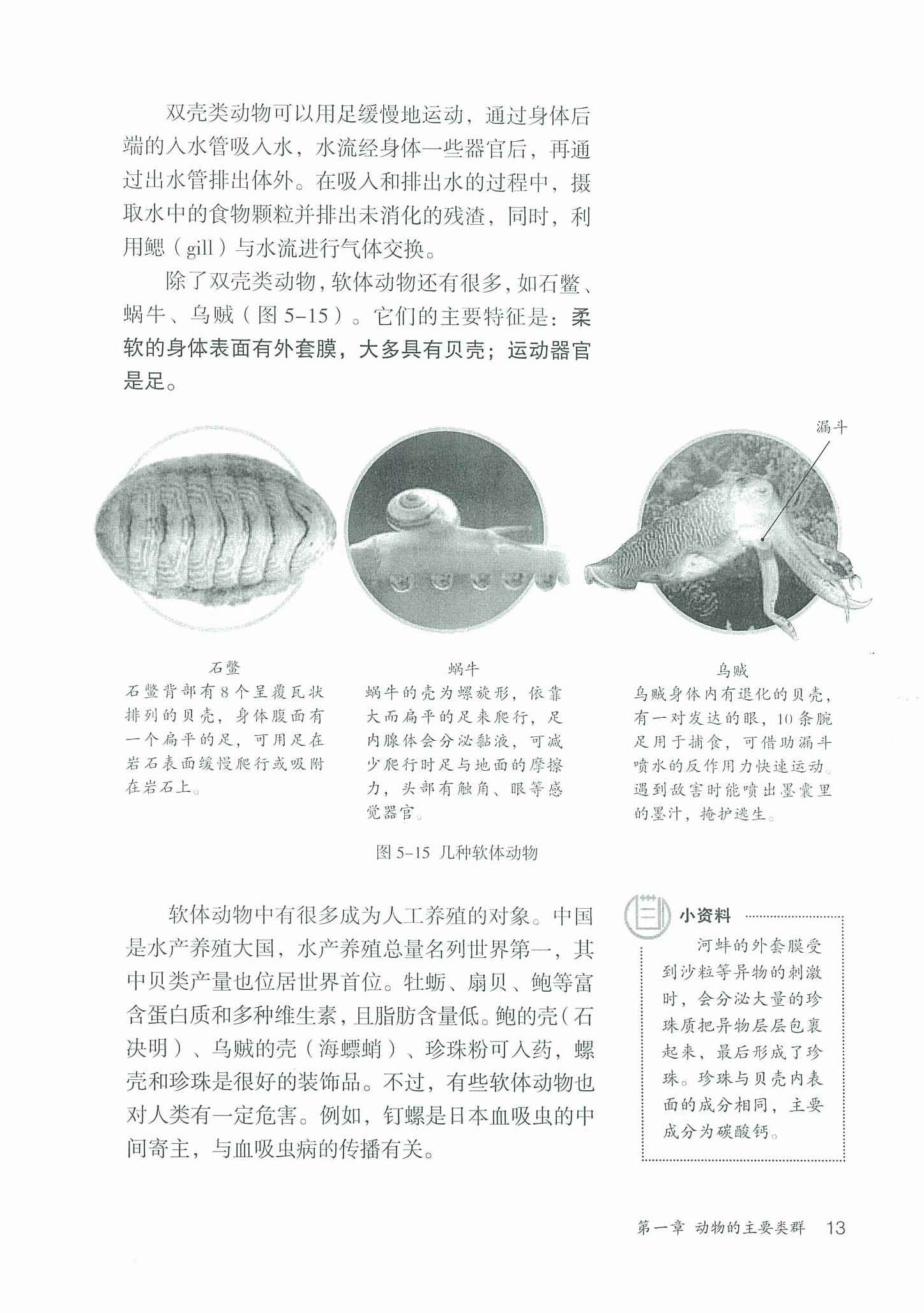 2013部编版八年级生物上册第三节 软体动物和节肢动物第1页