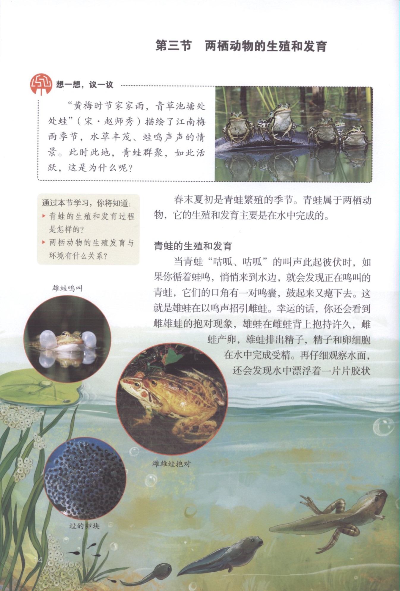 2013部编版八年级生物下册第三节 两栖动物的生殖和发育 青蛙第1页