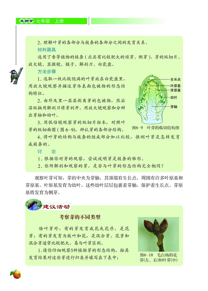 北师大版初中生物初一生物上册营养器官的生长第5页